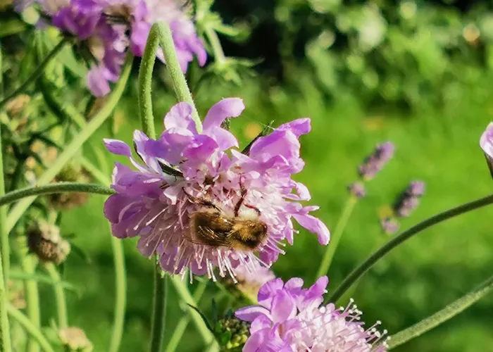 3 Bedroom Pet Friendly In Bryrup